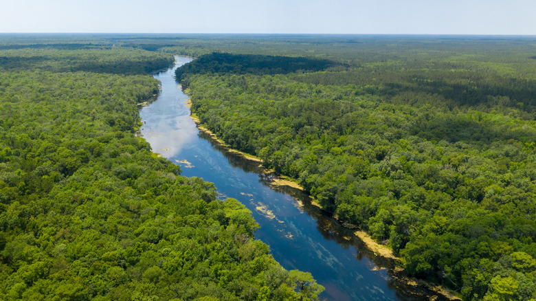 The Wacissa River in Florida