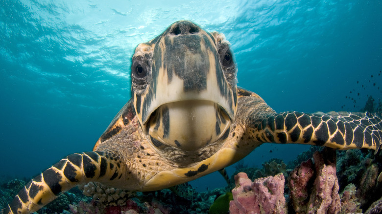 Sea turtle up close in the ocean