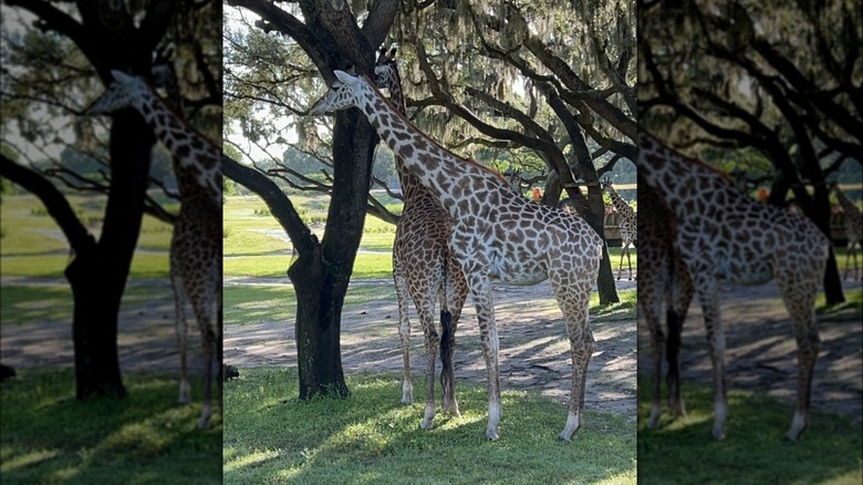 Giraffes on "Kilamanjaro Safaris"