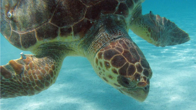 Sea turtle at The Seas Pavilion