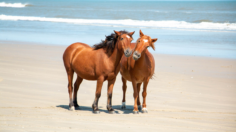 Wild Mustangs in Outer Banks