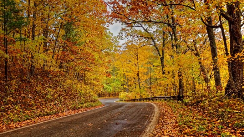 Winding road under trees