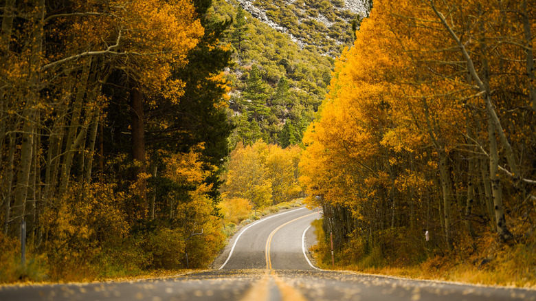 Road in autumnal mountains