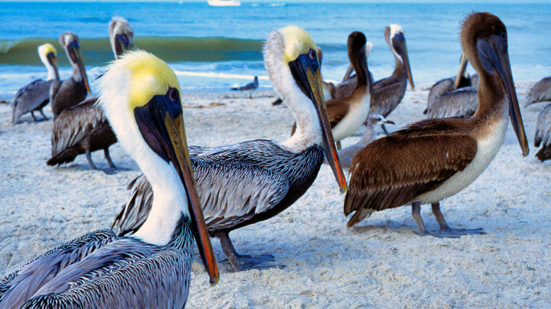Pelicans on the beach at Indian Shores, Florida