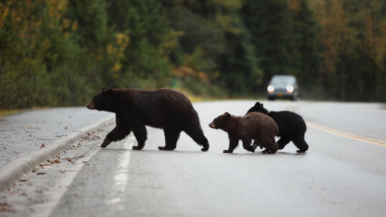 Bear and cubs crossing road