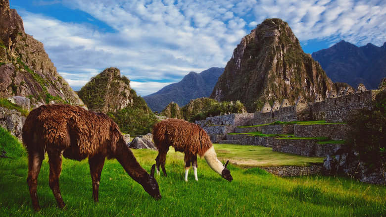 llamas eating grass in the Andes