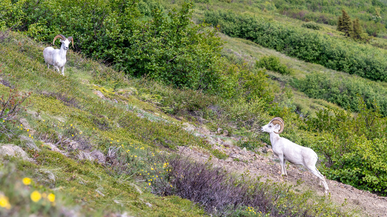 Thin horn sheep in Chugach