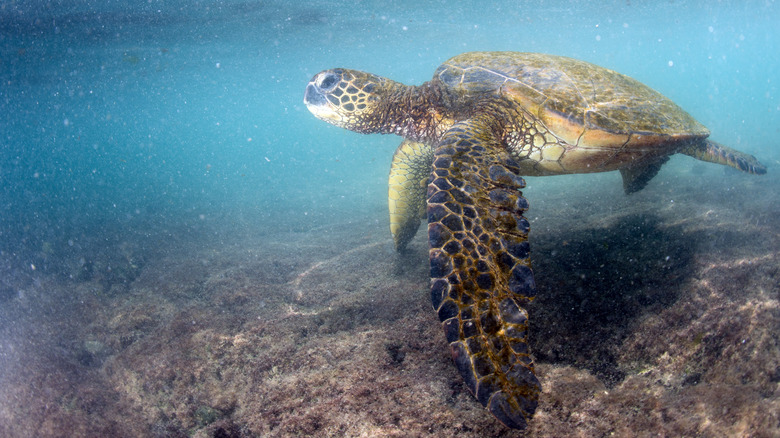 Turtle at Kahalu'u Bay