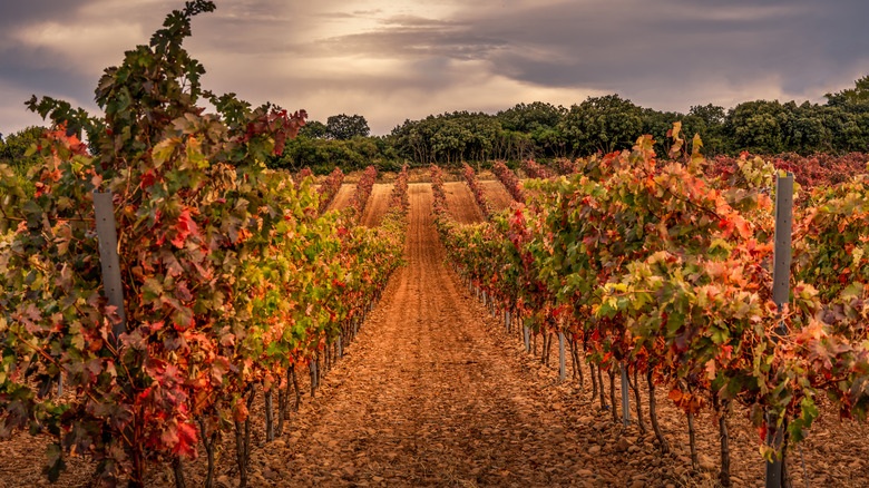 Vineyard in La Rioja, Spain