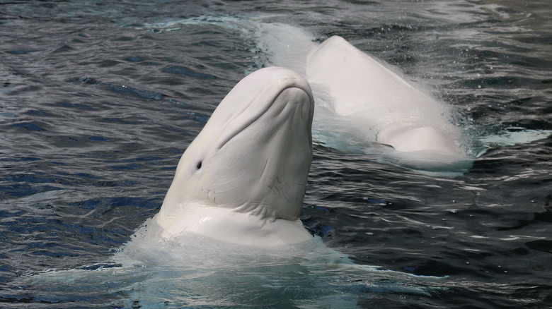 Beluga whale in the ocean