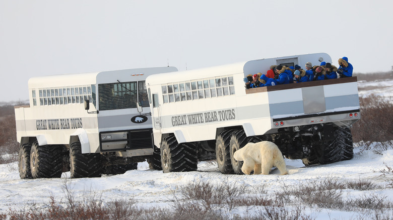 Polar bear by a tunda buggy