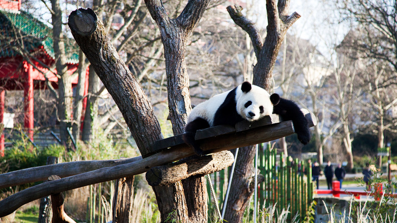Giant panda at Berlin Zoo