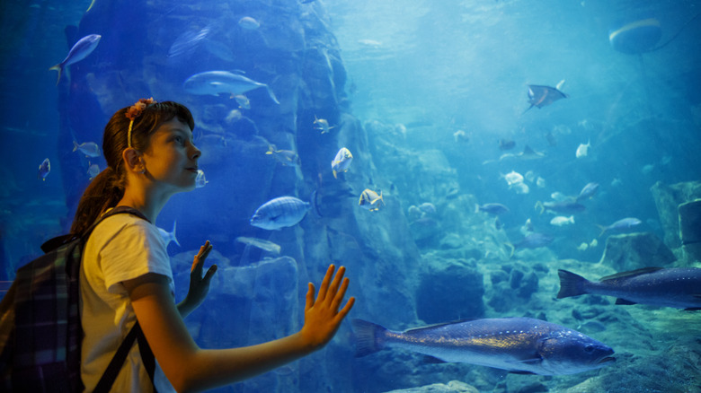 Girl looking into an aquarium