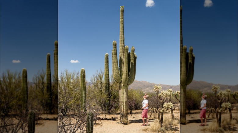 woman standing next to tall cactus