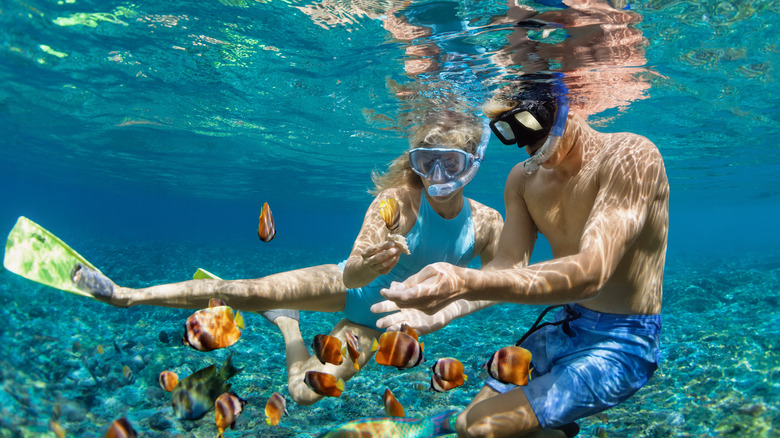 Couple snorkeling with fish