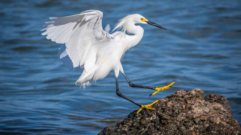 snowy egret on rock in water