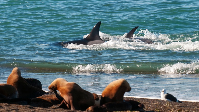 orca hunting seal pups