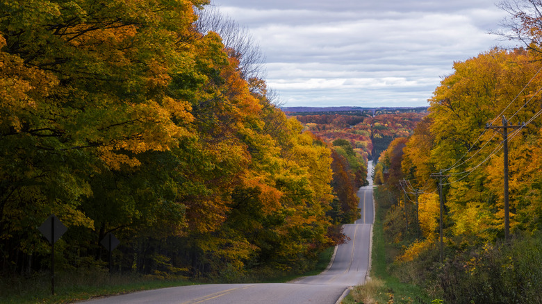 Orange trees lining road