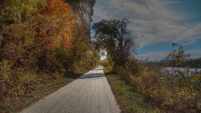 Unpaved road surrounded by trees