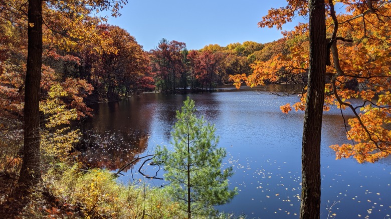 Orange trees around a lake