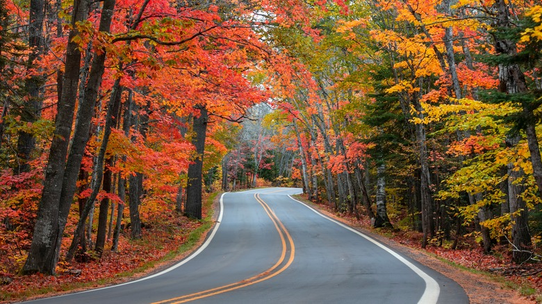 road lined with fall trees