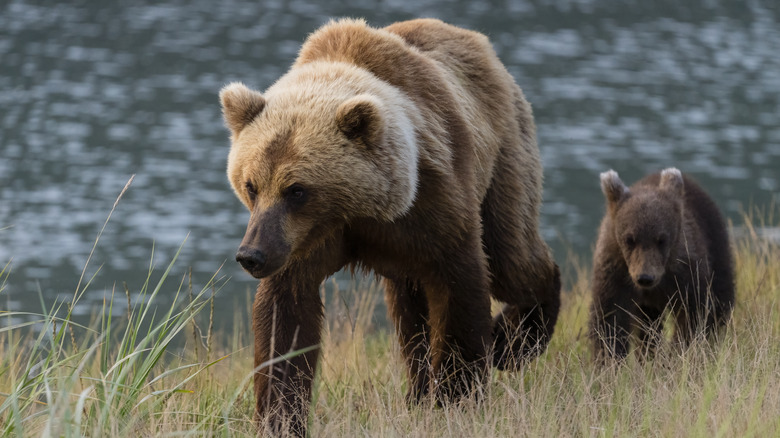 Alaskan brown bear and cub in field