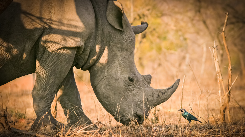 Rhino and small bird