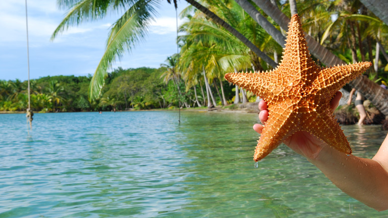 Starfish in Bocas del Toro