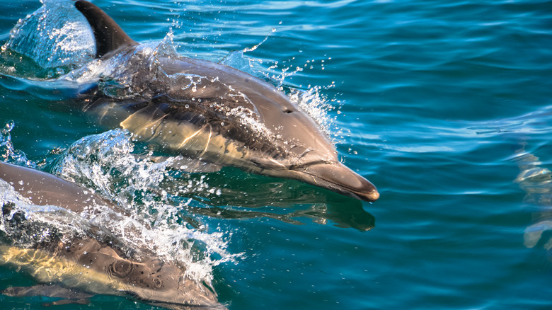 Dolphins swimming in Monterey Bay National Marine Sanctuary
