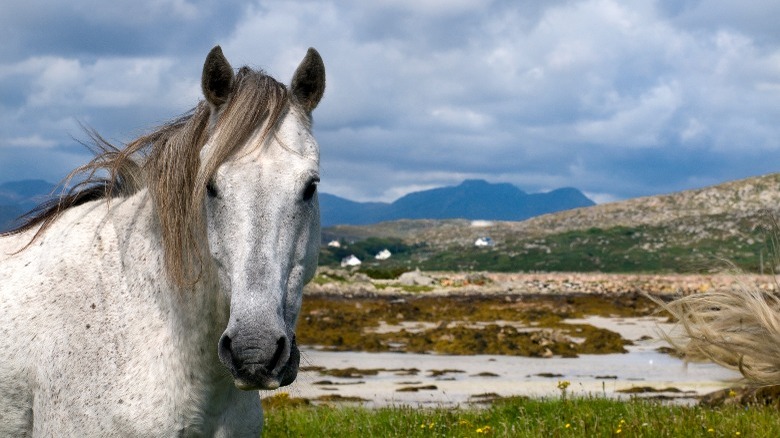 Connemara pony in mountainous landscape