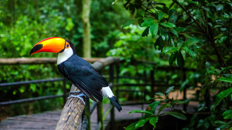 Toucan on a wooden railing