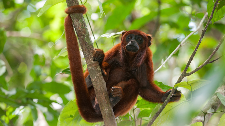 Red monkey hanging from branch