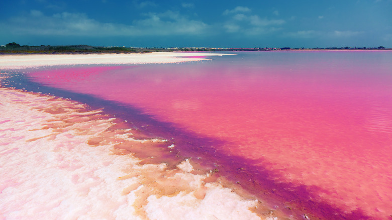 Pink lake shoreline