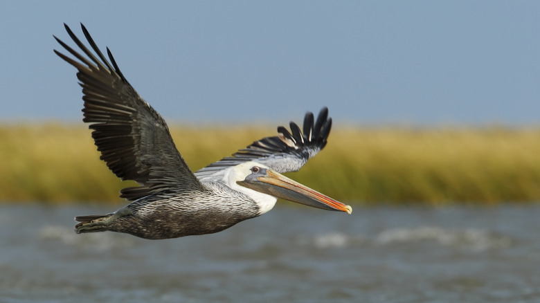 A pelican flies above the water in Texas