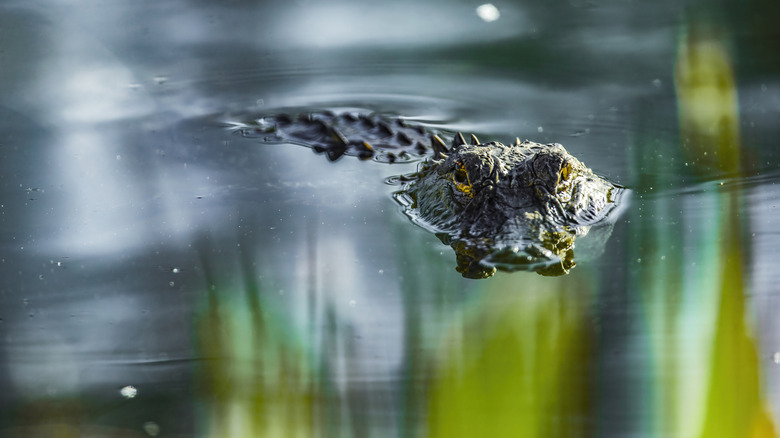 An alligator glies through the water with reflections of green on the surface