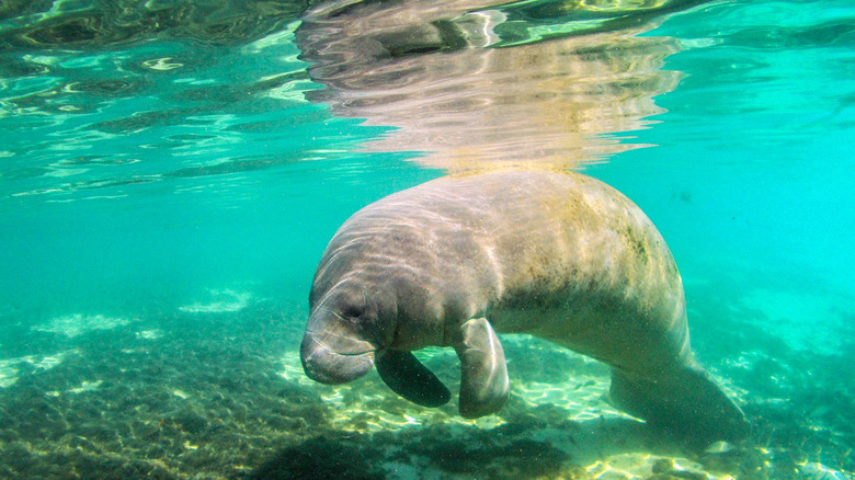 manatee swimming in Florida