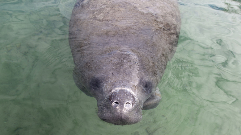 Manatee in Florida