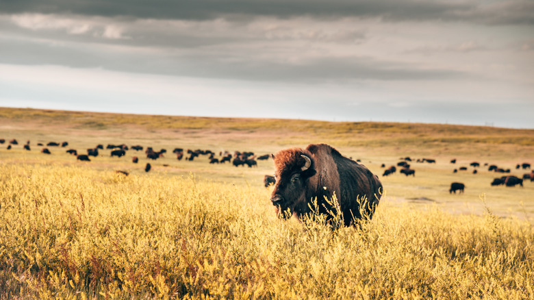 Bison in Badlands National Park