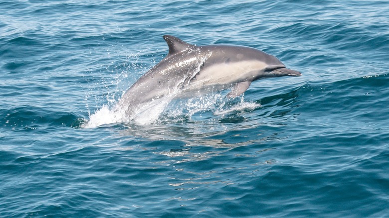 Channel Islands National Park dolphin