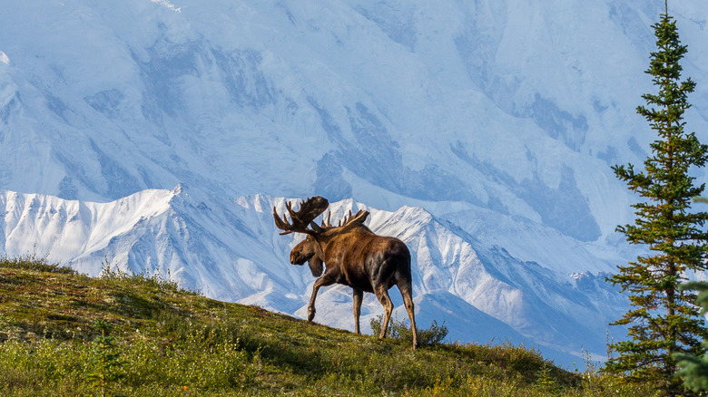 Moose in Denali National Park