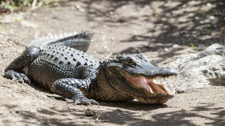 Alligator in Everglades National Park