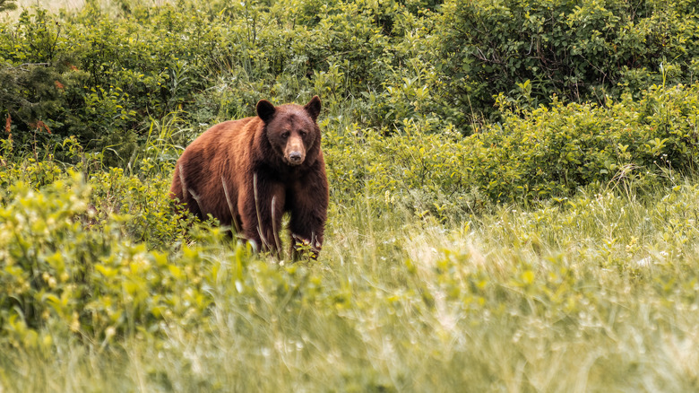 Glacier Bay National Park bear