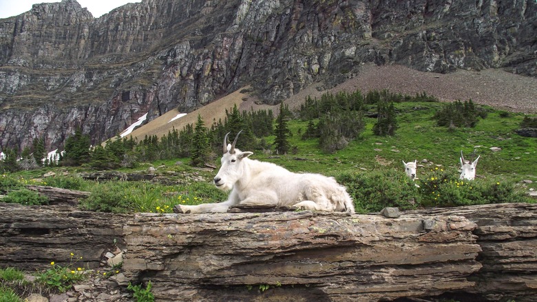 Mountain goats in Glacier Park