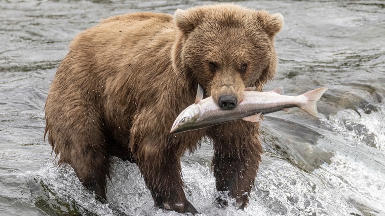 Bear in Katmai National Park