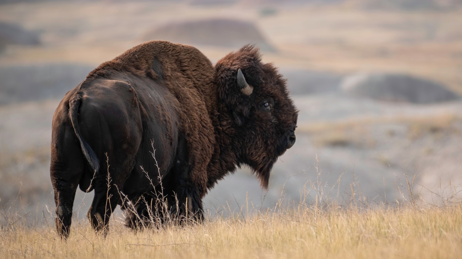 The 12 Best US National Parks Where You Can Actually See Wildlife