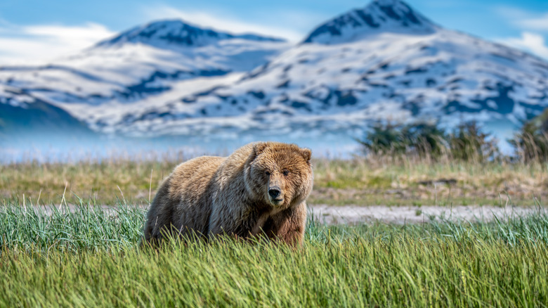 Lake Clark National Park bear