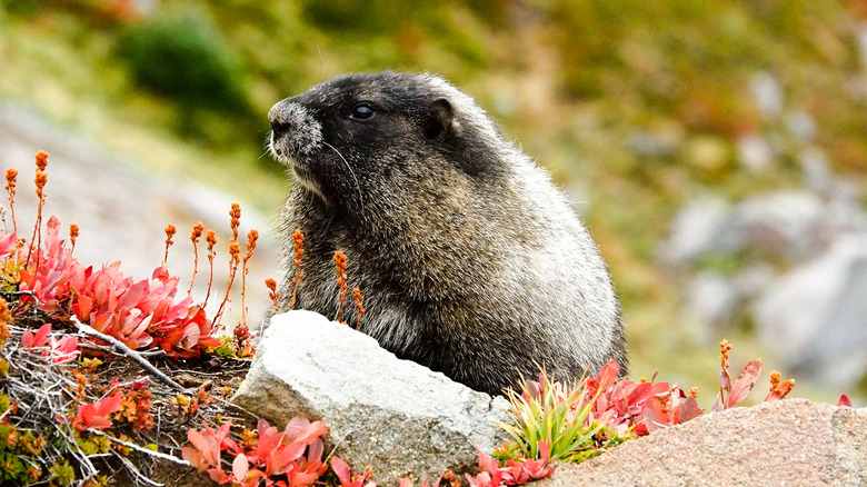 Marmot in Rainer National Park