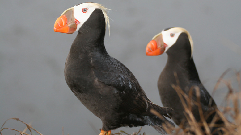 Puffins in Olympic National Park