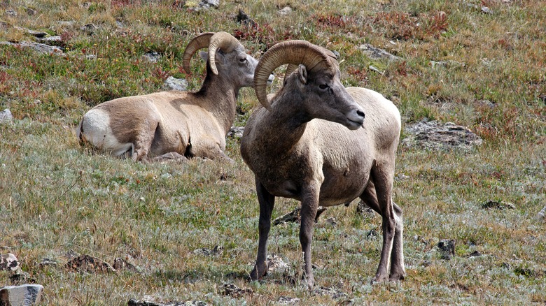 Bighorn sheep in Rocky Mountain 