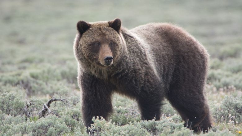 bear in Yellowstone National Park